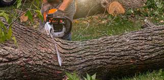 Best Tree Removal  in Grand Point, LA