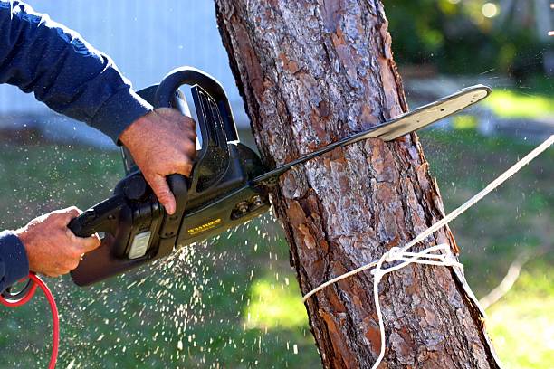 How Our Tree Care Process Works  in  Grand Point, LA