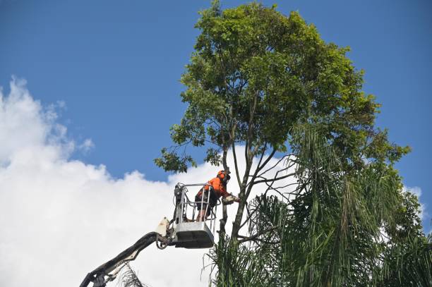 Best Fruit Tree Pruning  in Grand Point, LA