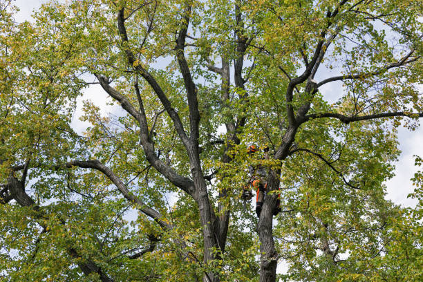 Best Tree Risk Assessment  in Grand Point, LA